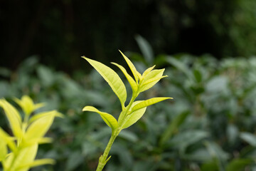 A tea plant sprouting new buds