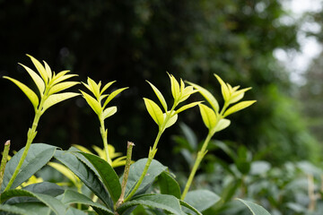 Obraz premium A tea plant sprouting new buds