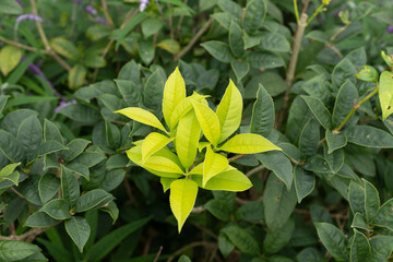A tea plant sprouting new buds