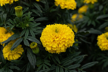 Yellow marigold flowers