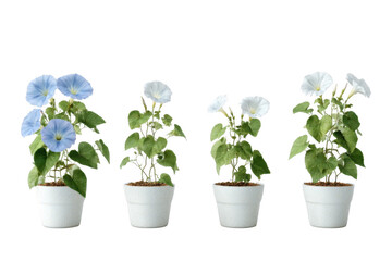 Fototapeta premium Morning Glory in Pots