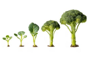 Broccoli Growth Stages