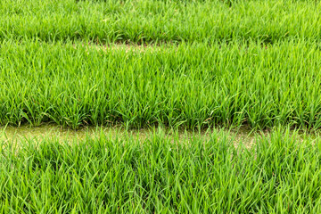 Green rice seedlings cultivated in the farmland