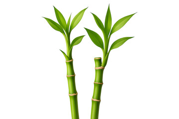 Two stalks of lucky bamboo with green leaves isolated on transparent background