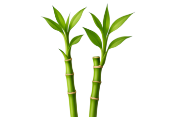 Two stalks of lucky bamboo with green leaves isolated on transparent background