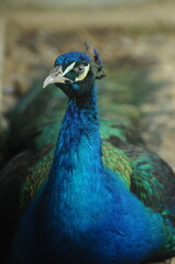 Obraz premium Species birds of the family Pavo cristatus. Majestic Peacock Detailed View Head and Neck displaying vibrant blue colors emerald details plumage showcasing iridescent feathers in full bloom
