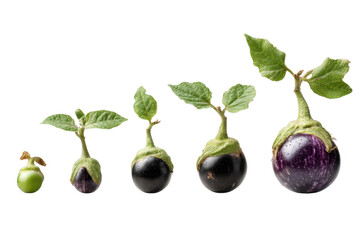 Pumpkin Plant Growing Together