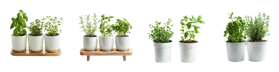 Indoor Herb Garden Collection with Basil, Rosemary, Thyme on transparent Generative AI