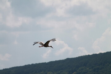 Nature scene with stork flying high above
