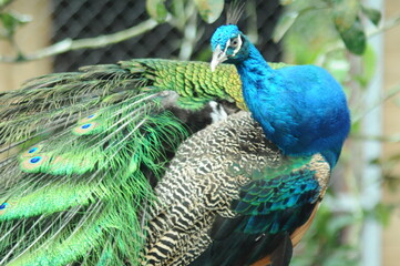 Species birds of the  family Pavo cristatus. Majestic Peacock Detailed View Head and Neck ...