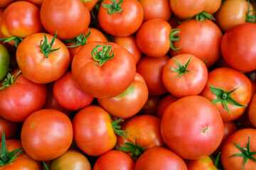 붉은색의 잘 익은 싱싱한 토마토들 