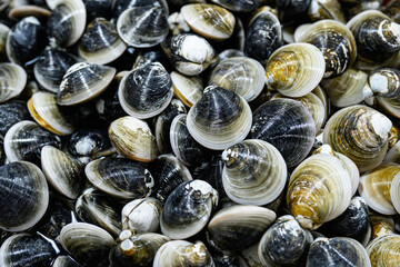 다양한 모양들의 살아있는 싱싱한 모시조개들 