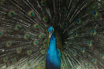 Fototapeta premium Species birds of the family Pavo cristatus. Majestic Peacock Detailed View Head and Neck displaying vibrant blue colors emerald details plumage showcasing iridescent feathers in full bloom
