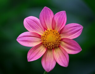 Obraz premium vibrant pink flower with yellow accents against dark green background