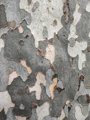 The beautiful gray brown tree bark.