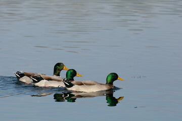 dettagli di un gruppo di anatre maschio che si spostano lungo la superficie tranquilla e piatta di un ambiente naturale fluviale, di giorno