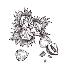 Hazelnut, hazelnut, hazelnut. Nut with shell and nut kernel. All objects are hand-drawn with ink. The illustration is suitable for printing on food packaging, cosmetics, fabric. Vector illustration