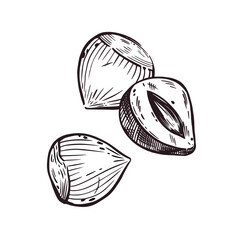 Hazelnut, whole hazelnut and half hazelnut. Vector illustration hand-drawn with ink. For printing on the packaging of products with nuts, cosmetics, tableware and kitchen textiles. Vector illustration