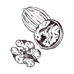 Walnut in the shell, walnut half, peeled walnut, all objects hand-drawn in vector. The illustration is suitable for printing on fabric, food packaging, cosmetics. Vector illustration