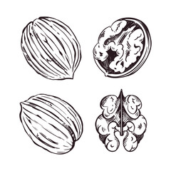 Vector illustration set, walnuts. Whole walnuts in the shell, half a walnut, peeled walnut. Everything is hand-drawn in ink. For printing on fabric, paper, packaging. Vector illustration