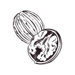Walnut in the shell and walnut kernel. Vector illustration hand-drawn with ink. For printing on the packaging of products with nuts, shop windows, printing on tableware. Vector illustration