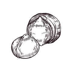 Macadamia nut, half a nut in the shell, a whole nut without the shell. Vector illustration hand-drawn with ink. For printing on fabric paper, packaging of products with nuts, cosmetics, for tableware.