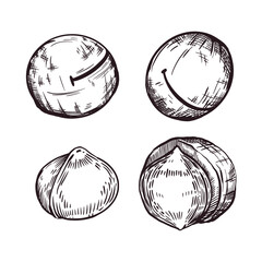 A set of vector illustrations. Macadamia nut, whole nut, shelled nut, inshell nut. Vector illustration hand-drawn with ink. For printing on food packaging, cosmetics, tableware. Vector illustration