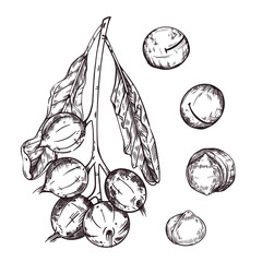 Vector illustration set, macadamia nut. A branch with unripe nuts, leaves of the macadamia tree, whole nuts and peeled. All objects are hand-drawn with ink. For printing on packaging. 