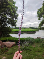 The hand hold beautiful purple long stalk of Liriope spicata with the nature background.