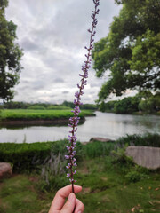 The hand hold beautiful purple long stalk of Liriope spicata with the water and tree background.