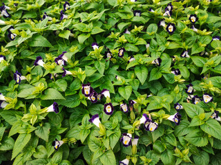 The beautiful white purple Torenia flower with green leaf background.