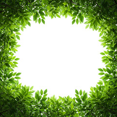 Fototapeta premium Vibrant green leaves forming a natural border around a transparent oval space isolated on transparent background