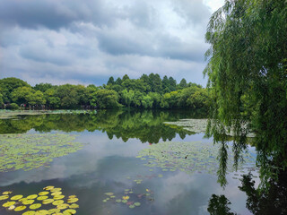 The beautiful view of water lily flower with tree and reflection in the lagoon.