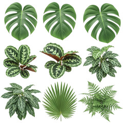 Naklejka premium Collection of nine tropical houseplants and leaves isolated on transparent background