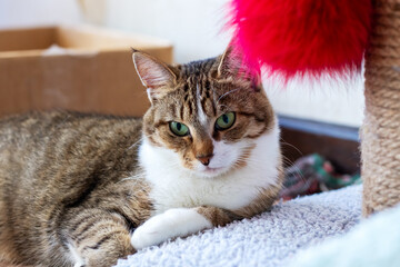 A cat possessing striking green eyes is comfortably laying on the floor