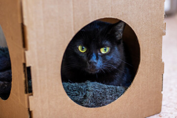 A black cat with striking yellow eyes is comfortably laying in a cardboard box
