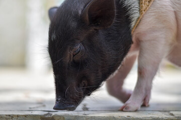Adorable mini pig exploring on the ground, showcasing its cute black face and pink body. Perfect...