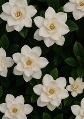 Fototapeta premium Elegant white gardenia flowers bloom.