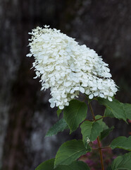 Panicle hydrangea Hydrangea paniculata white flower cluster in the garden close-up; darker blurred natural background.