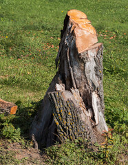 A large, tall stump of a thick pear tree; a wind-broken fruit tree, partially cut down; very hard wood.