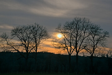 Bare trees against a colorful sunset sky in the east Belgian countryside.
