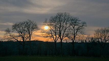 Bare trees against a colorful sunset sky in the east Belgian countryside.