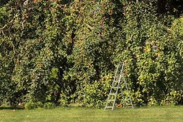 Metal ladder near large apple trees full of red apples. Green tones dominate. Apple trees (Malus) are harvested with stepladder.