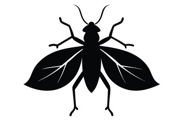 Detailed silhouette illustration of a leaf insect on a clean white background