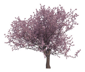 Blossoming cherry tree isolated transparent background 3d rendering
