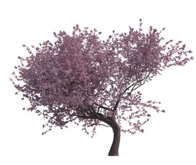 Blossoming cherry tree isolated transparent background 3d rendering
