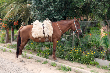 Horse in the yard of a country house in the village.
