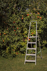 Metal ladder near large apple trees full of red apples. Green tones dominate. Apple trees (Malus) are harvested with stepladder.