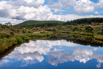 Pine trees reflected in the water of a small lake in the countryside