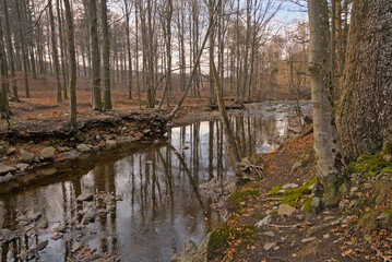 river with granite rocks through a winter forest with bare trees in the hills of high fens near Eupen,Liege, Belgium 
